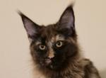 Lexine Tortie - Maine Coon Kitten For Sale - Longmont&comma; CO&comma; US