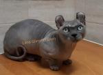 Cullinan - Bambino Cat For Sale/Retired Breeding - New York&comma; NY&comma; US