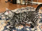 Sergei - Bengal Kitten For Sale - Phila&comma; PA&comma; US