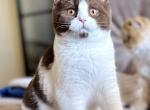 Djem - British Shorthair Kitten For Sale - Pembroke Pines&comma; FL&comma; US