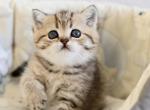 Ellie - Scottish Straight Kitten For Sale - Miami&comma; FL&comma; US