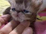 Exotic girl chocolate tabbies - Exotic Kitten For Sale - Palm Coast&comma; FL&comma; US
