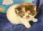Persian exotic Persian - Exotic Kitten For Sale - Palm Coast&comma; FL&comma; US