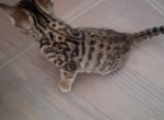Light - Bengal Kitten For Sale - Orlando&comma; FL&comma; US
