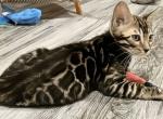 Nemo - Bengal Kitten For Sale - Newark&comma; NJ&comma; US