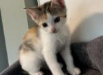 Olivia - Domestic Kitten For Sale - Ocala&comma; FL&comma; US
