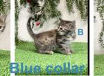 Blue - Bengal Kitten For Sale - Mattawan&comma; MI&comma; US