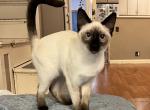 Peyton - Siamese Kitten For Sale - Phila&comma; PA&comma; US