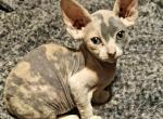 Voodoo - Sphynx Kitten For Sale - Berwyn&comma; IL&comma; US