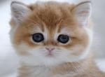 Juliette HappyBRI - British Shorthair Kitten For Sale - FL&comma; US