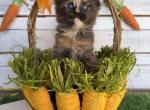 Azaela - Maine Coon Kitten For Sale - 