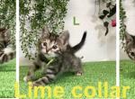 Lime - Bengal Kitten For Sale - Mattawan&comma; MI&comma; US