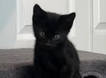 Midnight - Domestic Kitten For Sale - Ocala&comma; FL&comma; US