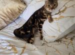 Bengal marble girl - Bengal Kitten For Sale - Laguna Beach&comma; CA&comma; US