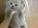 Fawn candy - British Shorthair Kitten For Sale - Fort Wayne&comma; IN&comma; US
