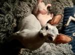 Binx blue gray boy - Sphynx Kitten For Sale - Fort Worth&comma; TX&comma; US