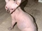 Binx seal male - Sphynx Kitten For Sale - Fort Worth&comma; TX&comma; US