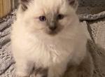 Blue's Dolls - Ragdoll Kitten For Sale - Havre De Grace&comma; MD&comma; US