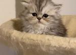 Maxwell - Persian Kitten For Sale - Havre De Grace&comma; MD&comma; US