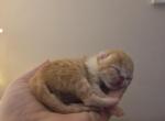 Marmalade & Romeo kittens - Exotic Kitten For Sale - 