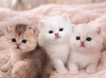 Teddy bear - British Shorthair Kitten For Sale - Clifton&comma; NJ&comma; US