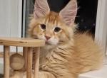 European Maine Coon - Maine Coon Kitten For Sale - North Port&comma; FL&comma; US