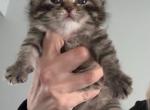 Scottish Fold available for reservation - Scottish Fold Kitten For Sale - 