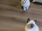 Lilys - Siamese Kitten For Sale - Glenwood&comma; NJ&comma; US