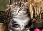 Cynthia - Scottish Straight Kitten For Sale - 