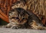Henry - Scottish Fold Kitten For Sale - 