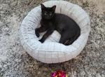 Sirius Black - Domestic Cat For Sale - Junction City&comma; OR&comma; US