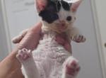 kun - Devon Rex Kitten For Sale - Rosemead&comma; CA&comma; US