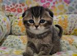 Stella - Scottish Fold Kitten For Sale - Grand Rapids&comma; MI&comma; US