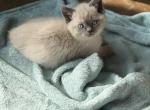 Rowen - Ragdoll Kitten For Sale - Evansville&comma; WI&comma; US
