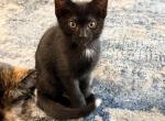 Boy Kitten - Domestic Kitten For Sale - Fairfield&comma; CA&comma; US