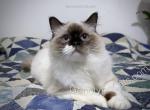 Jocunda - Ragdoll Kitten For Sale - Tuscaloosa&comma; AL&comma; US
