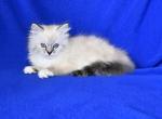 Gingers Litter - Ragdoll Kitten For Sale - WI&comma; US
