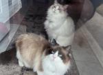 Male & Female - Ragdoll Cat For Sale - Millsboro&comma; DE&comma; US