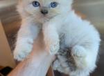 BLUEY  BLUE MITTED RAGDOLL - Ragdoll Cat For Sale - Brooklyn&comma; NY&comma; US