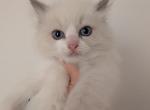 WALLEY  BLUE BI COLOR - Ragdoll Kitten For Sale - Brooklyn&comma; NY&comma; US