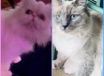 KATS perfect PerDolls - Ragdoll Kitten For Sale - Lancaster&comma; PA&comma; US