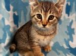 Highlander kity 5j - Highlander Kitten For Sale - Goshen&comma; AL&comma; US