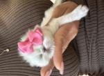 Lalita - Persian Kitten For Sale - Worcester&comma; MA&comma; US