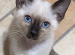 Guardian Homes Wanted - Siamese Kitten For Sale - Middletown&comma; DE&comma; US