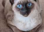 Guardian Wanted - Siamese Kitten For Sale - Middletown&comma; DE&comma; US