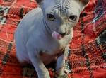 Binx Blue Gray Girl - Sphynx Kitten For Sale - Fort Worth&comma; TX&comma; US
