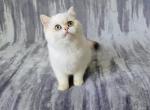 Abby - British Shorthair Kitten For Sale - Denver&comma; CO&comma; US