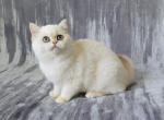 Abby - British Shorthair Kitten For Sale - 