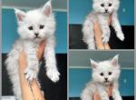 Grey - Maine Coon Cat For Sale - La Porte&comma; IN&comma; US