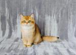Dana - British Shorthair Kitten For Sale - Chicago&comma; IL&comma; US